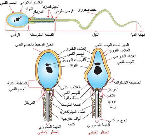 المني|حيوان منوي.